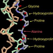 amino acids