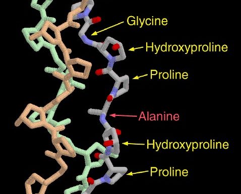 amino acids
